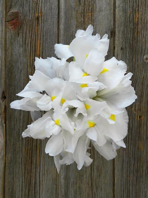 WHITE IRIS